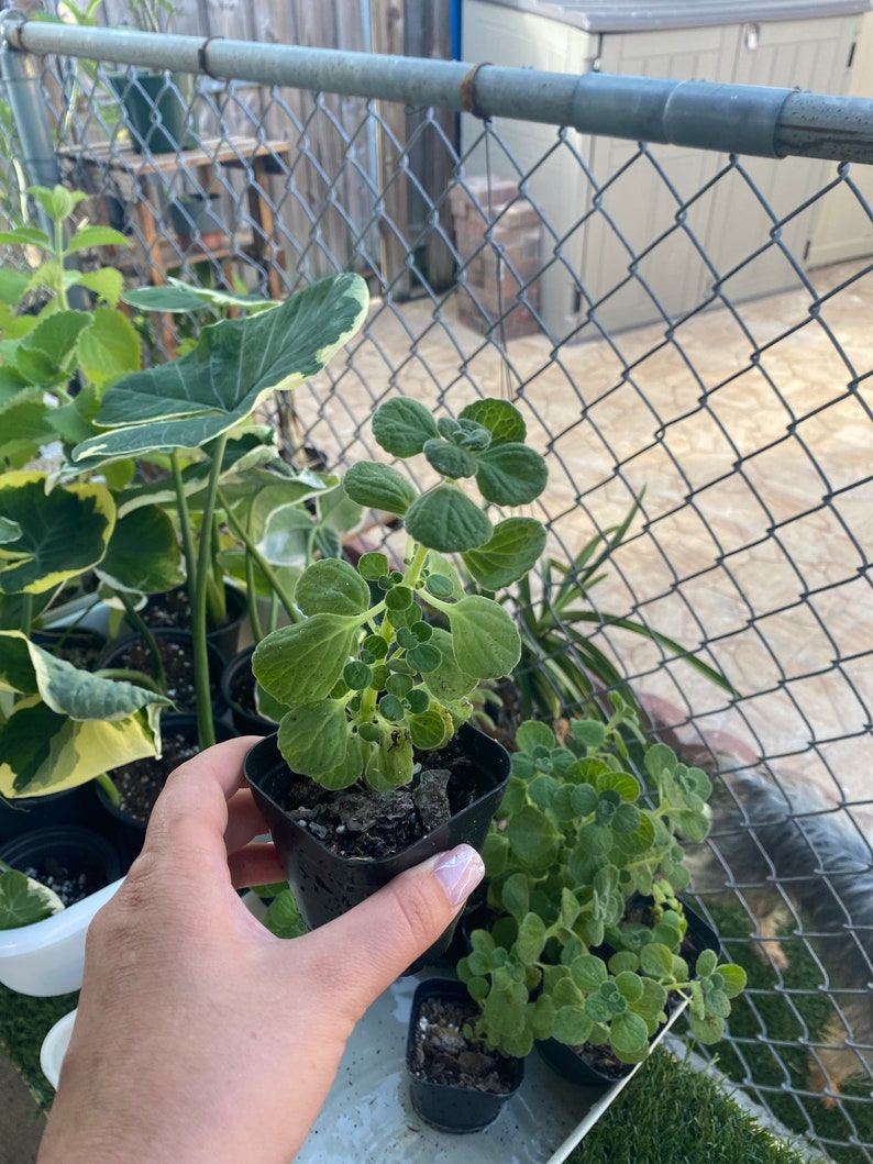 Vicks Plant, Plectranthus Hadiensis var. Tomentosa, Lamiaceae / Rooted in 2 Pot / Live Plant image 4