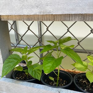 Red Sweet Pepper Plant RARE Florida Grown, Aji Cachucha Plant Rooted in 6 pot image 4