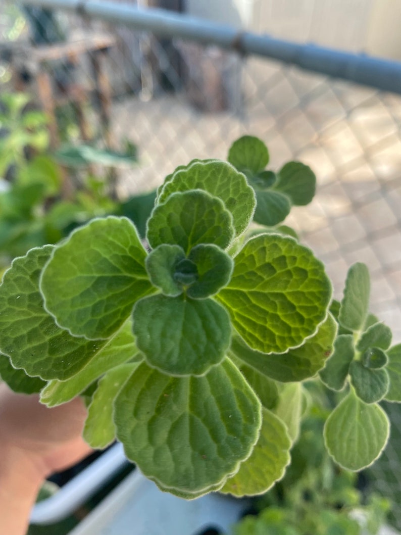 Vicks Plant, Plectranthus Hadiensis var. Tomentosa, Lamiaceae / Rooted in 2 Pot / Live Plant image 7