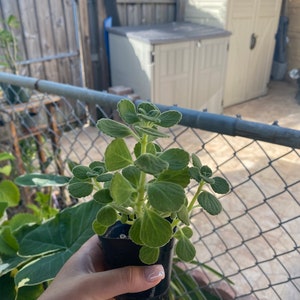 Vicks Plant, Plectranthus Hadiensis var. Tomentosa, Lamiaceae / Rooted in 2 Pot / Live Plant image 6