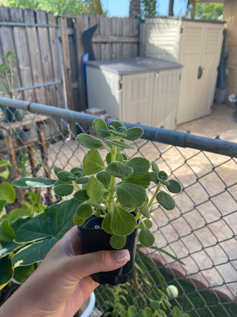 Vicks Plant, Plectranthus Hadiensis var. Tomentosa, Lamiaceae / Rooted in 2 Pot / Live Plant image 6