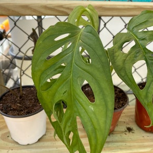 Monstera adansonii,Philodendron Swiss Cheese, Philodendron, Philodendron Swiss image 2