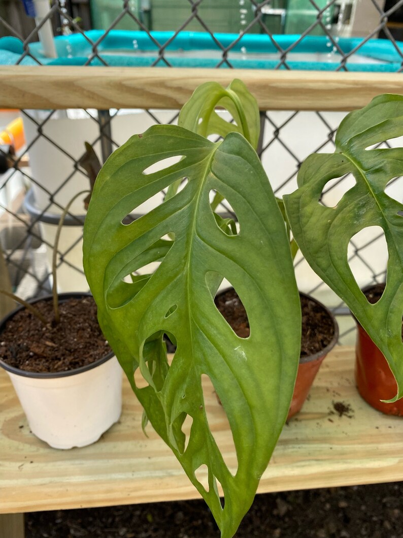 Monstera adansonii,Philodendron Swiss Cheese, Philodendron, Philodendron Swiss image 2