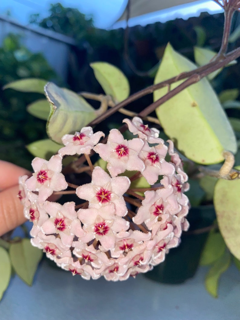 Hoya Carnosa porcelain Flower Wax Plant Beautiful House Etsy