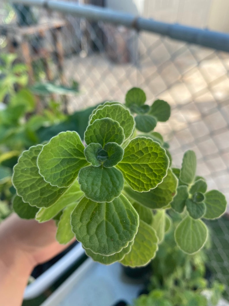 Usine de Vicks, Plectranthus Hadiensis var. Tomentosa, Lamiaceae / Enracinée dans un pot de 2 po / Plante vivante image 8