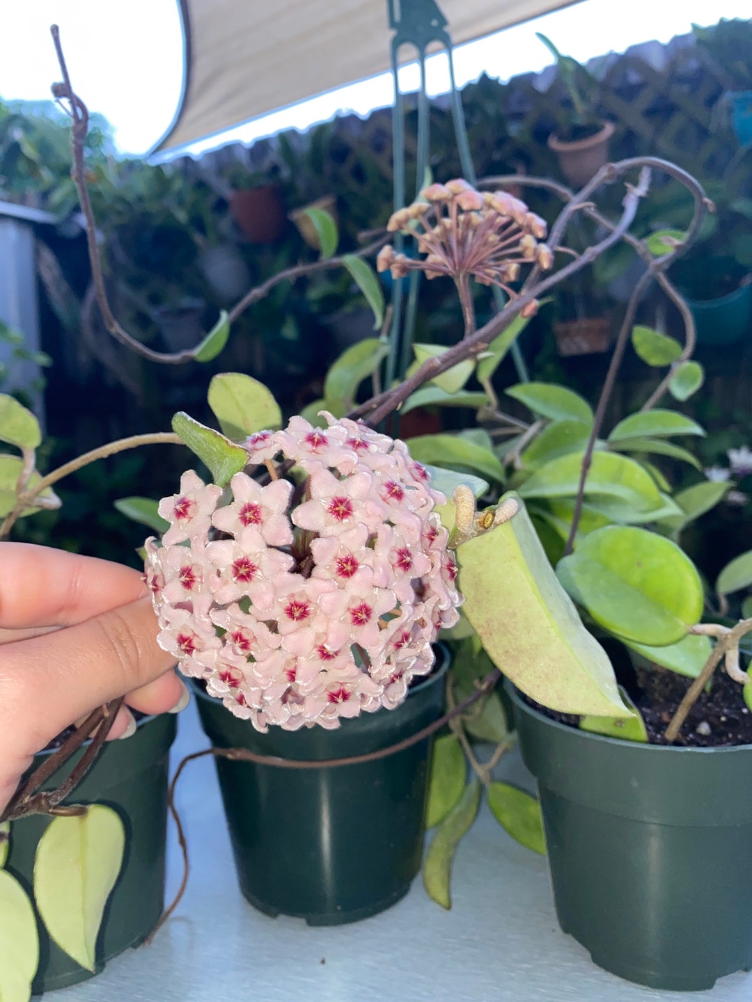 Hoya Carnosa porcelain Flower, Wax Plant Beautiful House Plant 46 Long. Rooted Plant Etsy