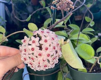 Hoya Carnosa (Porcelain Flower, Wax Plant) Beautiful house plant! 4"-6" long. Rooted Plant!!