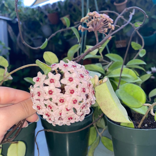 Hoya Carnosa (Porcelain Flower, Wax Plant) Beautiful house plant! 4"-6" long. Rooted Plant!!