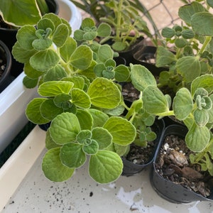 Vicks Plant, Plectranthus Hadiensis var. Tomentosa, Lamiaceae / Rooted in 2 Pot / Live Plant image 2