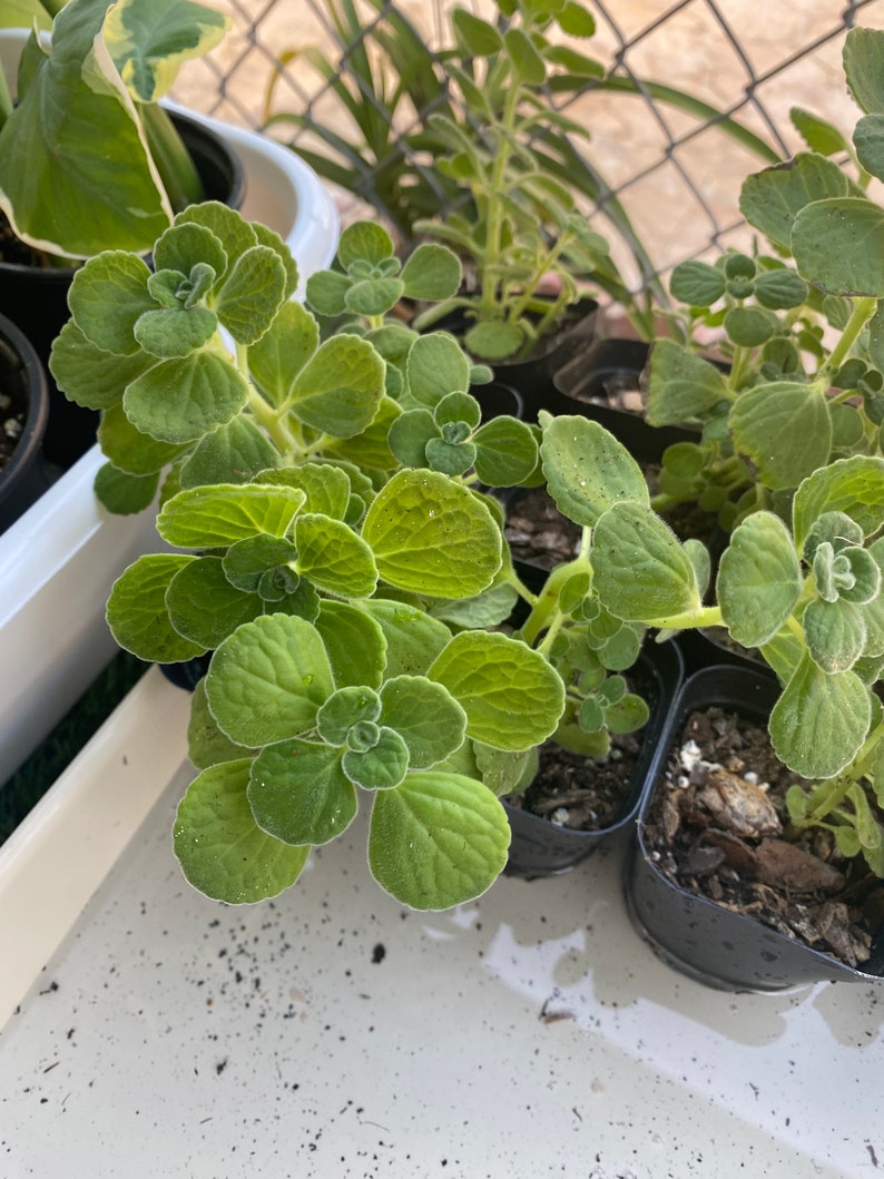 Usine de Vicks, Plectranthus Hadiensis var. Tomentosa, Lamiaceae / Enracinée dans un pot de 2 po / Plante vivante image 2