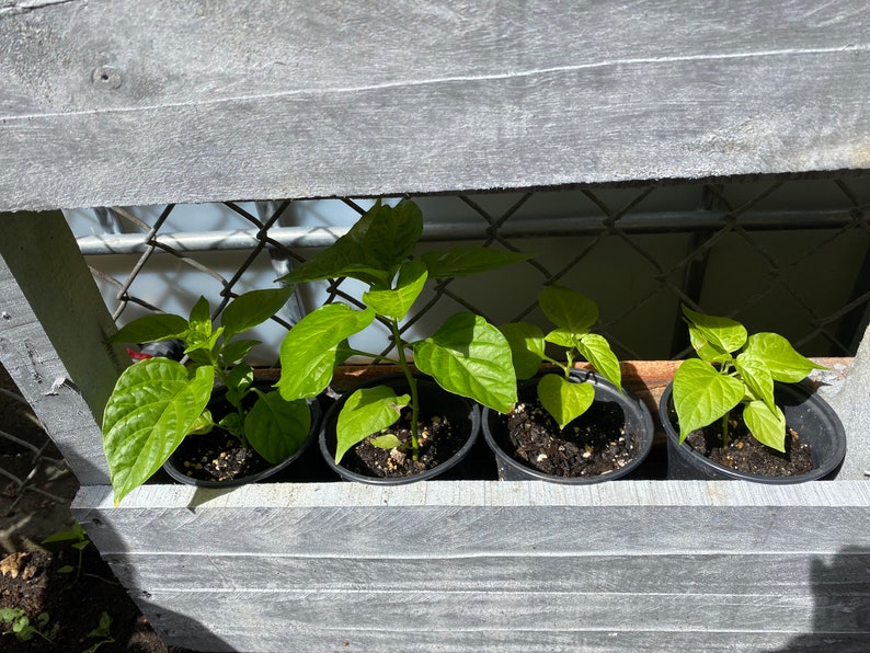 Red Sweet Pepper Plant RARE Florida Grown, Aji Cachucha Plant Rooted in 6 pot image 2