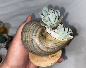 Snail Shell Succulents, Apple Snail shells with succulents inside!! Small, Medium, and Large Shells with holes to let water out!