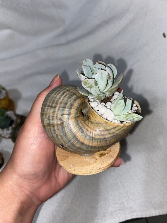 Snail Shell Succulents Apple Snail Shells With Succulents Etsy