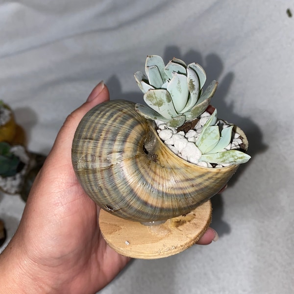 Snail Shell Succulents, Apple Snail shells with succulents inside!! Small, Medium, and Large Shells with holes to let water out!
