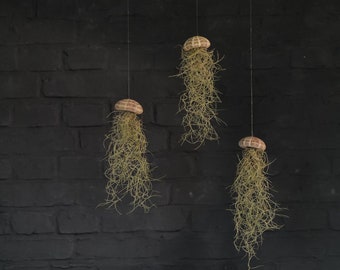 Tillandsia Jellyfish - Logement d’oursin / Air Plant Air Plant