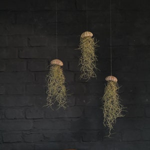 Tillandsia Jellyfish - Sea Urchin Shell / Air Plant