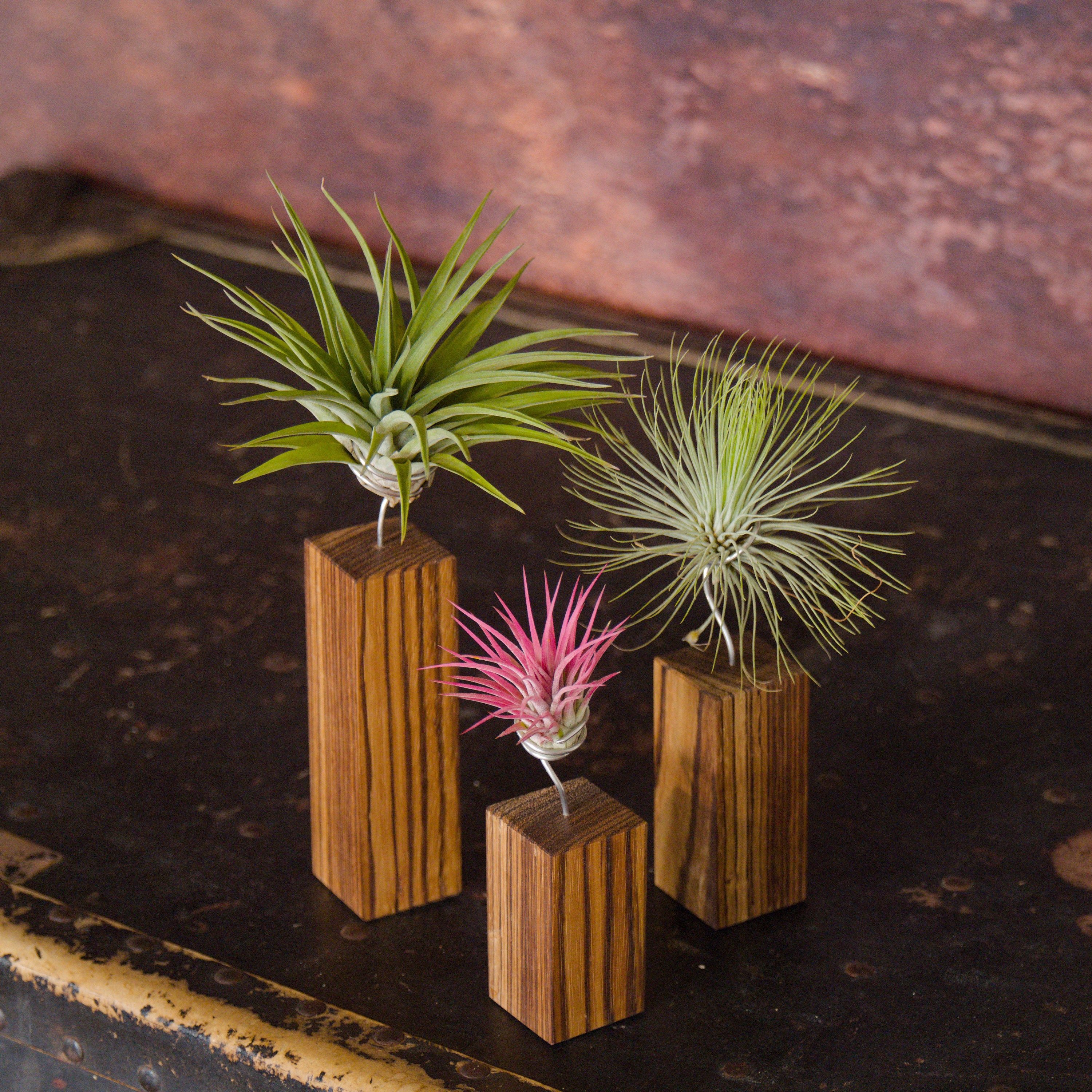 luftikusairplants - Etsy.de