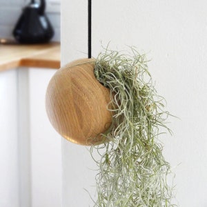 Hängepflanze, Luftpflanze in Kugel aus massivem Eichenholz | Tillandsie | Air Plant | Blumenampel