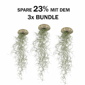 Tillandsien Qualle - Seeigelgehäuse  / 3er Set / Sparpreis /  Luftpflanze Air Plant