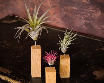 Tillandsia Holder - Wood - Ash / Incl. Air Plant, Decoration Idea, Gift  Idea, Exotic Plant - Etsy Canada
