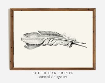 Feather Wall Art Vintage Print | DIGITAL PRINTABLE Download Antique Sketch Drawing Illustration | Minimalist Home Decor | HLW2