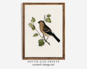 Vintage Bird Wall Art Print | DIGITAL PRINTABLE File Download Antique Illustration Home Decor | FMH28