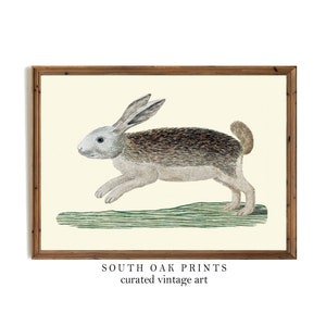 Vintage Bunny Rabbit Print | Antique Farm Forest Nature Animal Illustration Wall Art Decor PRINTABLE | Farmhouse Country Painting | FMH27