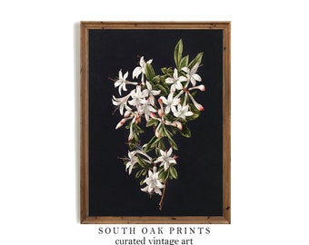 Azalea Botanical Flowers Dark Vintage Print | Simple Moody Black Background | PRINTABLE Digital Antique Wall Art Home Decor | | BOT23
