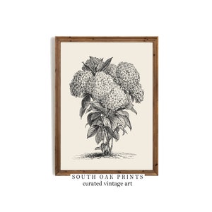 Vintage Hydrangea Hortensia Botanical Print | PRINTABLE | Antique Drawing Wall Art | BOT4