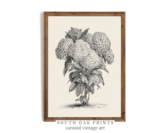 Vintage Hydrangea Hortensia Botanical Print | PRINTABLE | Antique Drawing Wall Art | BOT4