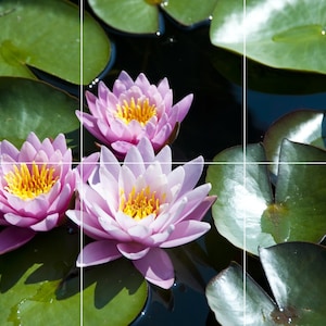 Water Lilies 2 Home Decor Wall Murals Backsplash Interior Design Kitchen Murals Flower Murals Water  Murals Plant Murals Magnolia Mural 1