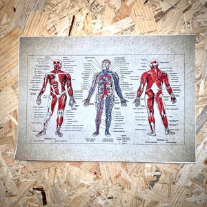 Printed poster retro style drawing skinned human body and vintage blood circulation. Text in French. Canvas to painting.