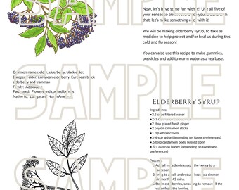 May include: An educational document titled Elderberry Sambucus nigra featuring a colour illustration of elderberry branches with dark berries and green leaves, a black and white botanical sketch, and a recipe for Elderberry Syrup with ingredients.