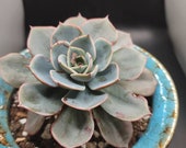 Echeveria quot Joan Daniels quot homed in Gorgeous Ceramic Container. Container ships with soil and plant to U.S. only