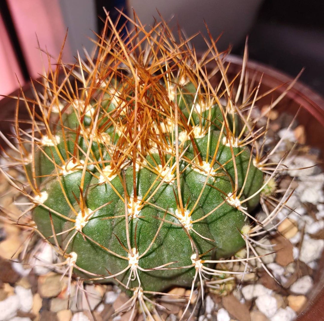 Matucana Polzii Cactus 4pot. Ships Bare Root to U.S. - Etsy