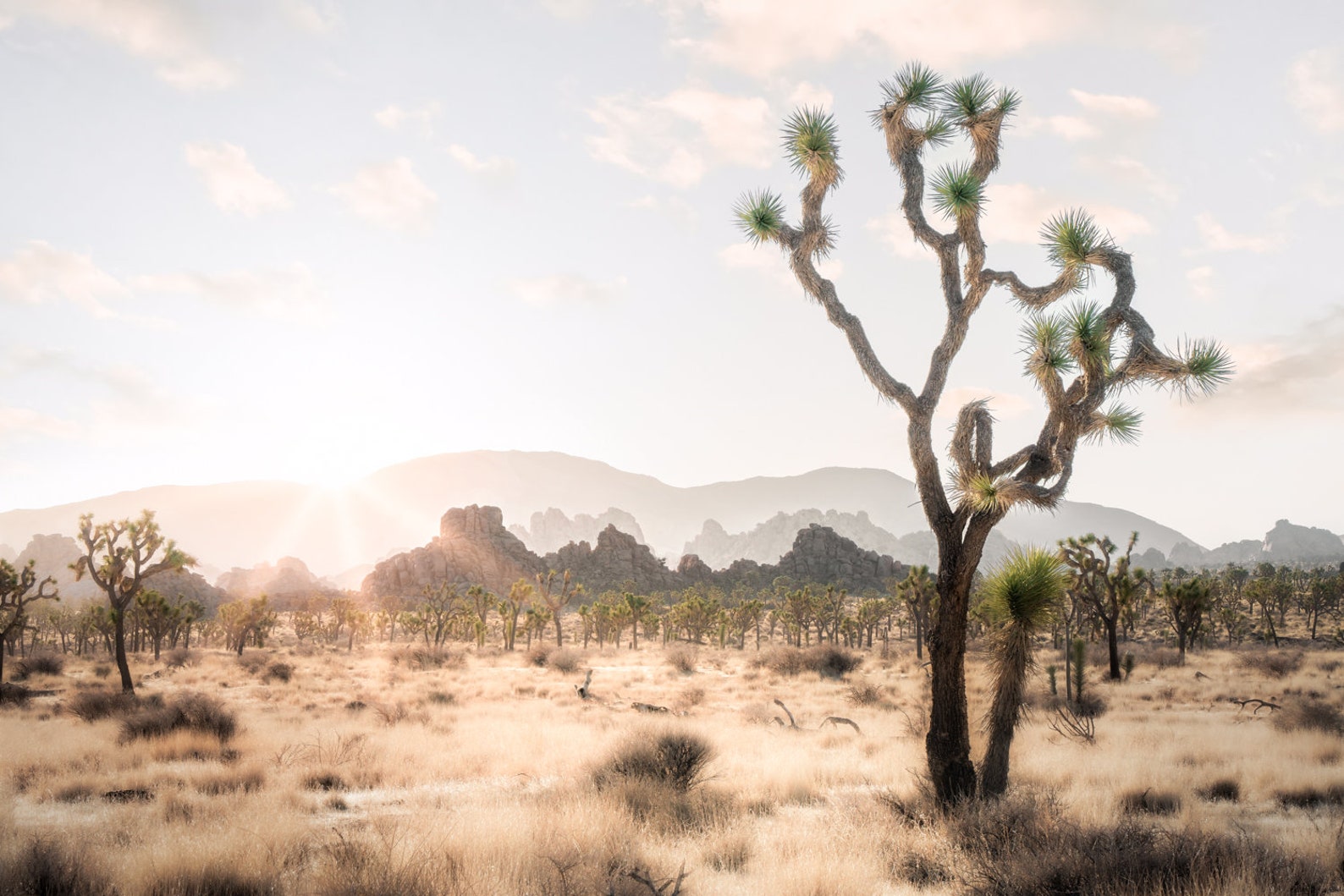 Joshua Tree Sunrise Fine Art Landscape Photography Print - Etsy