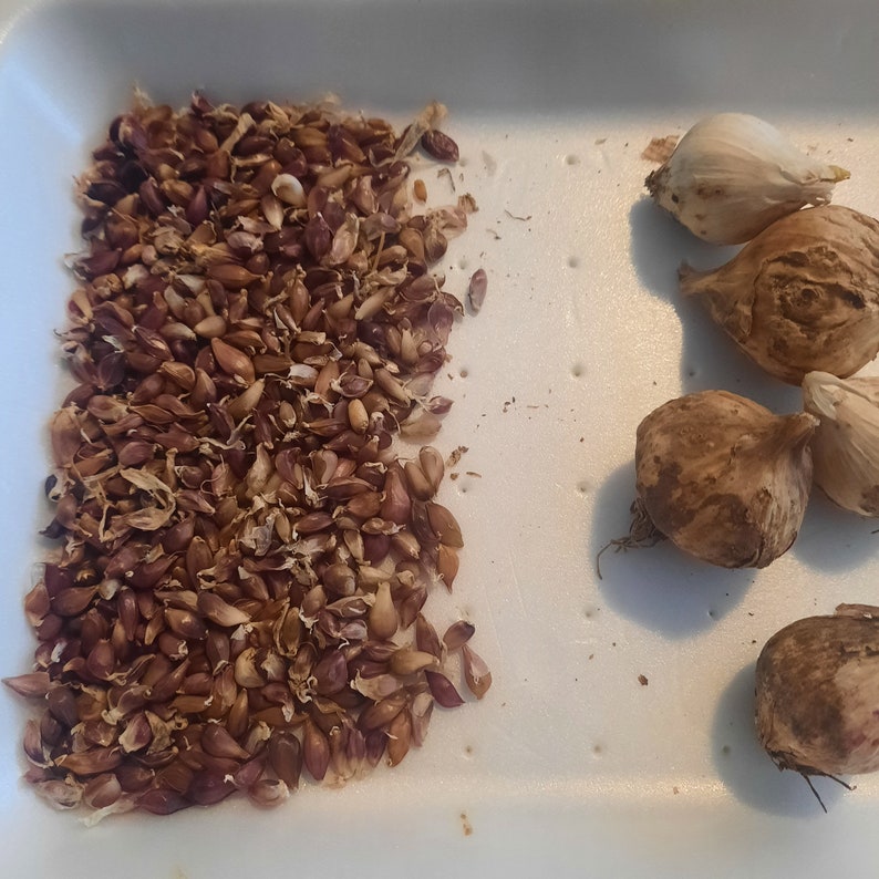 Elephant Garlic Corms Seed Organic Etsy