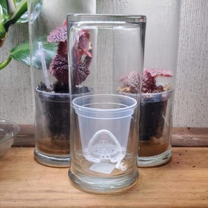 Self Watering Pot with Glass Reservoir and Humidity Dome 8 and 11 inch