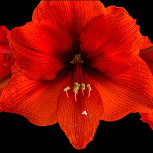 Amaryllis - Canvas Print - Amaryllis Home Decor - Flowers - Flower Art - Gift - Nature - Triptych - Red