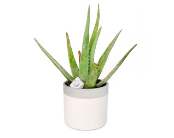 Live Aloe Vera Plant with Crystal Rock Geode in Ceramic Planter Pot, Medicinal Succulent, Healing Houseplant Decor