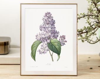 Lilac Antique Botanical Print: Farmhouse Kitchen Decor # V19