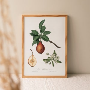 Pears Print, Pears Painting, Fruits Painting, Vintage Print, Kitchen Decor # V3
