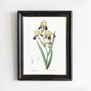 Iris Print, Botanical Print, Scented Iris Painting, Kitchen Decor, Gift for Mom # V119