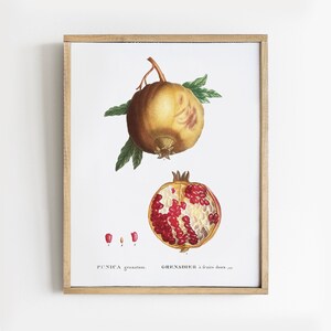 Pomegranate Print, Pomegranate Painting, Antique Fruits Print, Farmhouse Decor, Botanical Illustration # V31