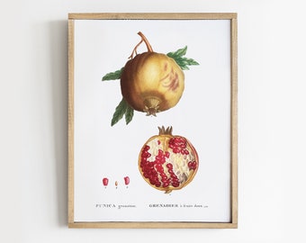 Antique Pomegranate Botanical Print: Farmhouse Kitchen Decor