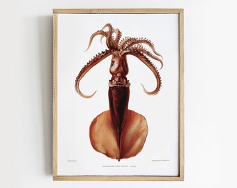 Squid Vintage Print, Squid Illustration, Nautical Decor, Kitchen Art Print, Vintage Poster # V101