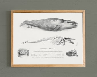 Whale Vintage Print: Sea Animal Art, Nautical Decor # V102