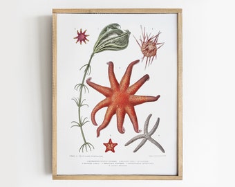 Vintage Starfish Print: Nautical Sealife Wall Art # V107