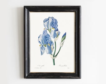 Vintage Iris Pallida Print: Botanical Flower Painting # V30