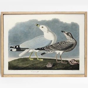Gull Print, American Gull Painting, Seagull Print, Sea Bird, Beach House Decor # V58